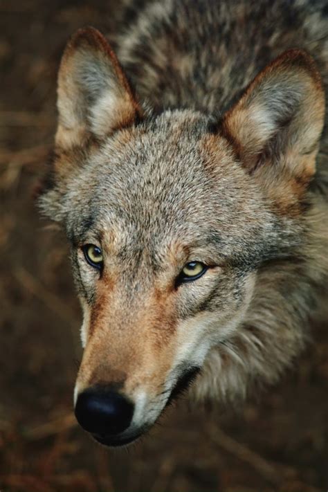 wolf face images  pinterest wolves wolf face  animales