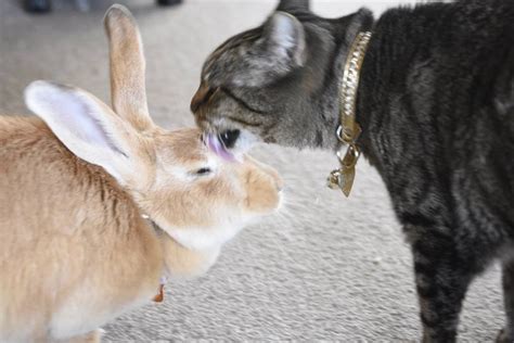 rescue cat can t stop grooming and cuddling her rabbit