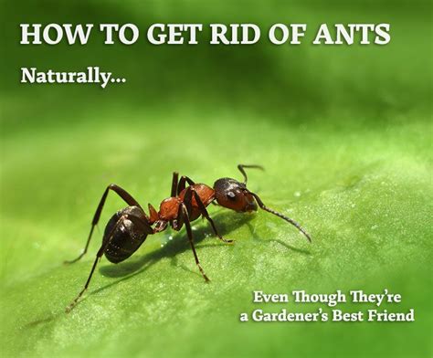 how do you get rid of ants naturally rid of ants get rid of ants