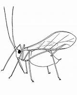 Coloring Locust Insects Printable Drawing Insect Sheets Print Topcoloringpages Colouring Pages Getdrawings Flying sketch template