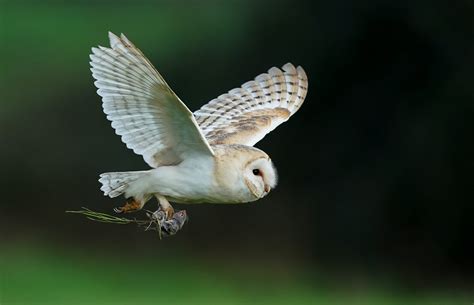 barn owl dynamic dunescapes