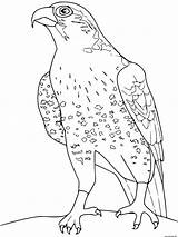Faucon Falco Colorear Falcons Colorat Uccelli Aquila Pasari P34 Aquile Halcones Animali Hawk Planse Crecerelle Lombardi Halcón Coloringtop Disegno Primiiani sketch template
