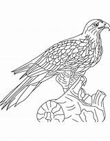 Hawk Coloring Red Tailed Pages Printable Getcolorings Getdrawings Library Clipart Popular sketch template