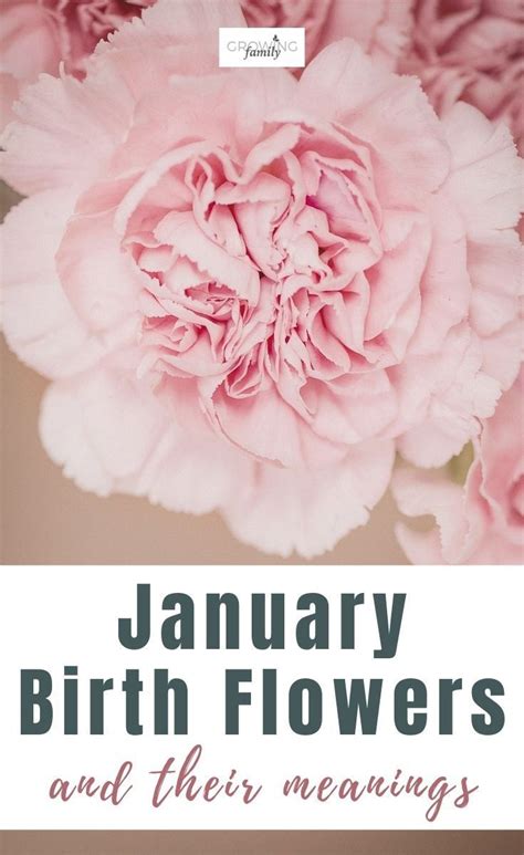 january birth flower carnations snowdrops growing family january