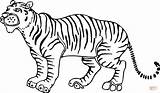 Tigre Tigres Colorare Disegno Tigri Caricatura Kolorowanki Tygrysy Supercoloring Tygrys Tutto Cores Clipartmag Sponsored Voorbeeldsjabloon sketch template