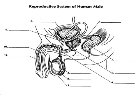 31 male reproductive system diagram to label labels for you
