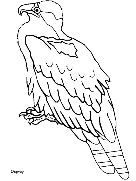 birds coloring pages coloring home