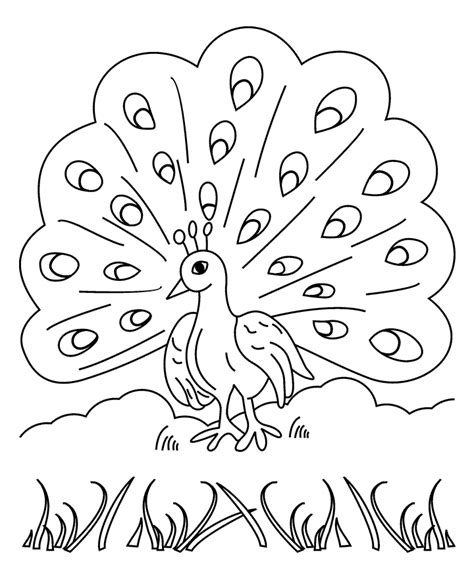 peacock printable coloring pages