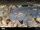 Afbeeldingsresultaten voor Neogobius melanostomus. Grootte: 138 x 104. Bron: www.alamy.com