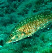 Afbeeldingsresultaten voor "labrus Viridis". Grootte: 183 x 175. Bron: pecesmediterraneo.com