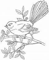 Tui Fantail Coloring Bird Colouring Drawing Zealand Native Drawings Pages Forest Fantails Simple Nest Park 1kb 629px Girl Print sketch template