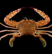 Afbeeldingsresultaten voor Charybdis Crab. Grootte: 176 x 185. Bron: www.crabdatabase.info