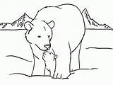 Coloring Bear American Polar Pages Popular sketch template