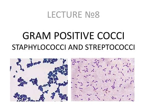 Gram Positive Cocci Staphylococci And Streptococci