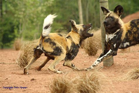 wildlife african wild dog facts images    desktop mobile