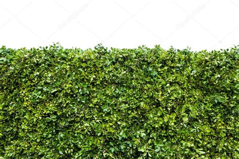 green hedges  grass stock photo  cimage house