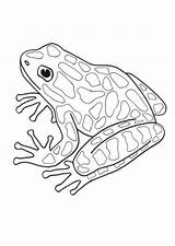 Dart Poison Frogs Eyed sketch template