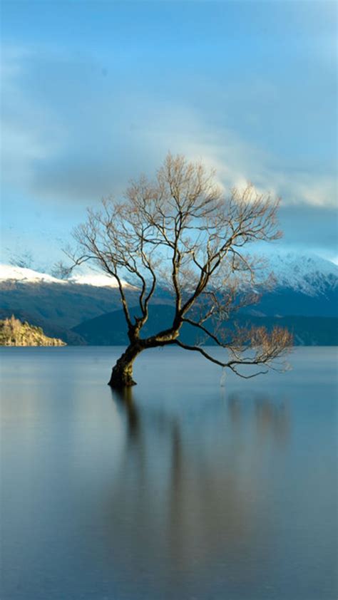 Famous Lone Tree On Lake Wanaka New Zealand Windows Spotlight Images