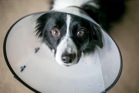 dog cone alternatives   work great pet care naive pets
