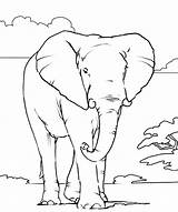 Coloring Pages Elephant African Printable Animals Animal Color Kids Outline Colouring Books Print Head Realistic Colour Draw Drawings Book Adults sketch template