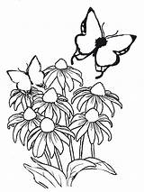 Blumen Vorlagen Ausmalen Malen Malvorlage Erstaunlich Zeichnungen Rosen Pfingstrosen Weiße Veilchen Orchideen Pinnwand sketch template