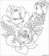 Rose Coloring Pages Double Delight Hybrid Tea Bush Drawing Roses Color Printable Flower Pattern Clipart Print Adult Adults Flowers Realistic sketch template