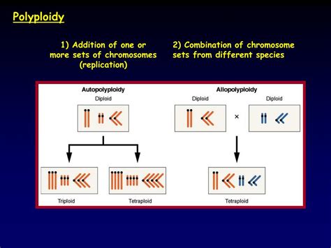 ppt chapter 6 chromosome mutations powerpoint presentation free
