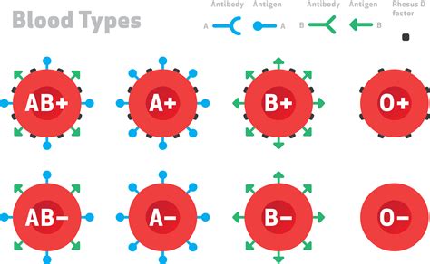 stealth blood cells fooling  immune system   transfusion