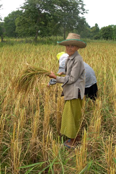 rice harvest ffcom