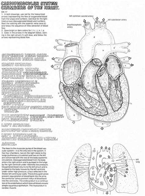 images  chambers   heart worksheet heart