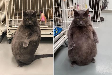 shelter  fat cat  likes  stand  hind legs   cool