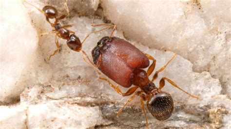 scientists create monster supersoldier ants scoop news sky news