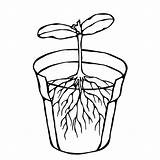 Sprout Pot Seed Sprouting Flowerpot Germination Bac Graine Racine Usine Pousse Feuilles sketch template