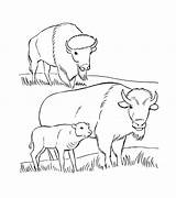 Bison Coloring Pages Buffalo Animal Print Kids Printable Rocks sketch template