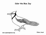 Blue Jay Coloring Bird Pages Color Printable Labeling Simple Printing Getcolorings Exploringnature Template sketch template