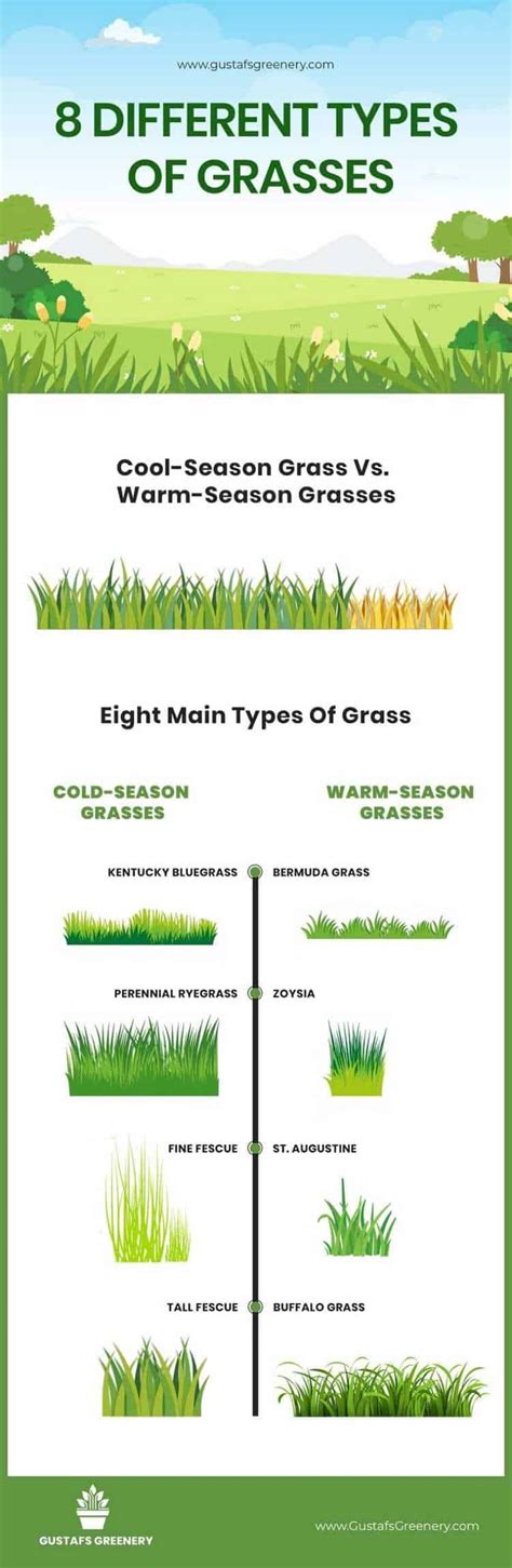 understanding the 8 main grass types