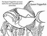 Fish Coloring Pages Puffer Saltwater Triggerfish Color Pufferfish Drawing Freshwater Getcolorings Tropical Getdrawings Print Printable sketch template