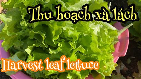 thu hoach xa lach harvest leaf lettuce youtube