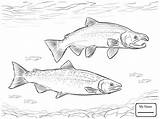 Salmon King Drawing Fish Coloring Getdrawings sketch template