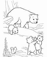 Bear Coloring Pages Printable Kids Bears Animals Sheet Animal Wild Cubs Mama sketch template