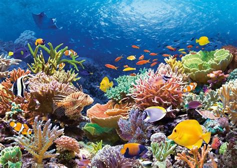 puzzle  arrecife de coral de castorland