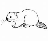 Beaver Coloring Pages Card Post Cards sketch template