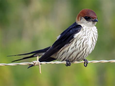 Greater Striped Swallow Ebird