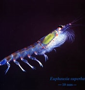 Afbeeldingsresultaten voor "euphausia Krohni". Grootte: 176 x 185. Bron: ecoscope.com