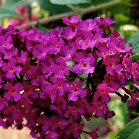 royal red butterfly bush is a large upright deciduous shrub with dense