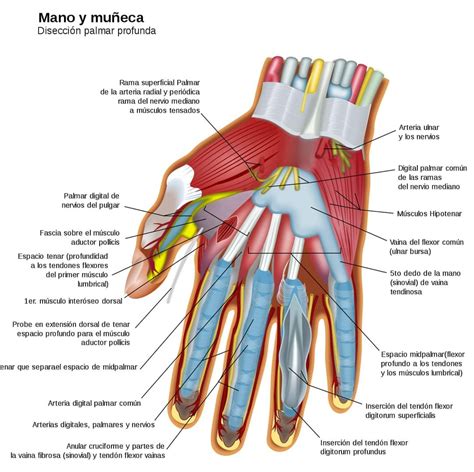 anatomia da mao direita modisedu