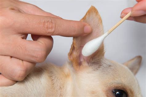 clean dog ears       readers digest