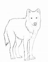 Wolf Arctic Ausdrucken Arktischer Wydruku Wilk Ausmalbilder Supercoloring Silky Ausmalbild Rysunek Kostenlos Obraz Kolorowanki Darmowe sketch template