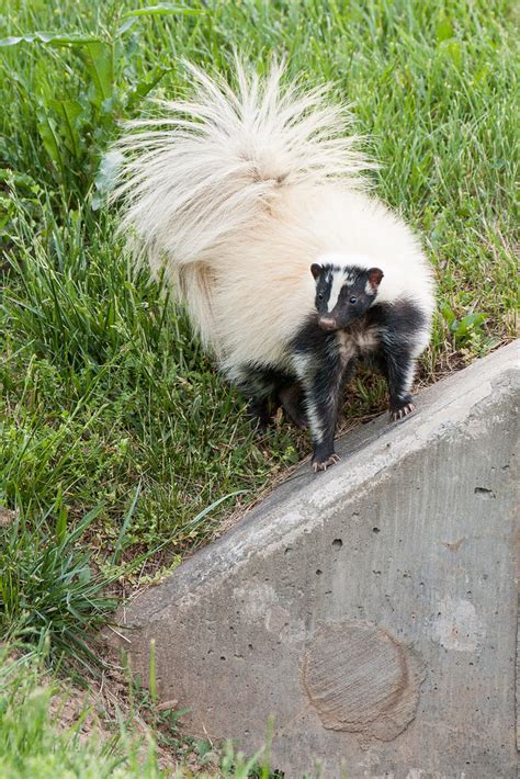 white striped skunk wildlife  photography  thenet forums