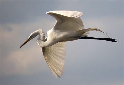 white egret  flight birds  blooms
